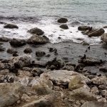 Seal colony at Ohau Point