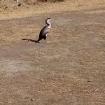 Shag at campsite-Custom