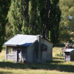 Hutt in Poplar Trees at Auripo