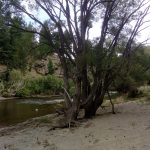 Taieri River at Daisy Bank