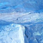 Petrified log, Curio Bay