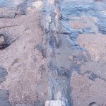 Petrified log, Curio Bay